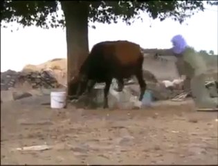 Cow And Duck Fight