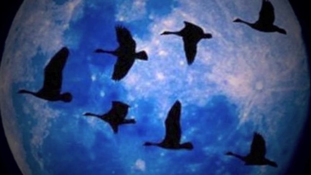 Hasan Yükselir - Gökyüzünde Bölük Bölük Turnalar