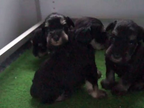 bébés schnauzers nains noir et argent