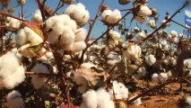 FiberMax® Cotton Variety FM 2011GT Success Story