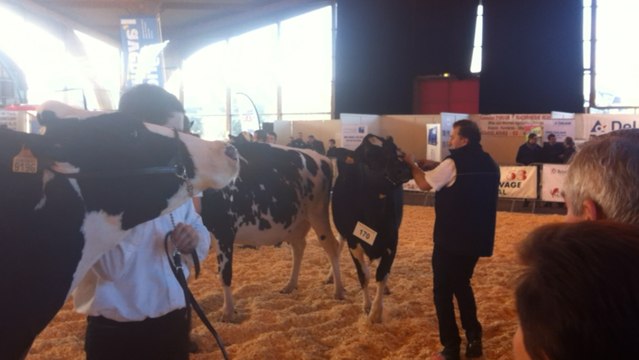 Concours départemental Primholstein 53