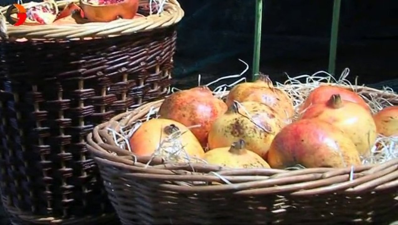 les 27è journées de l'arbre de la plante et du fruit