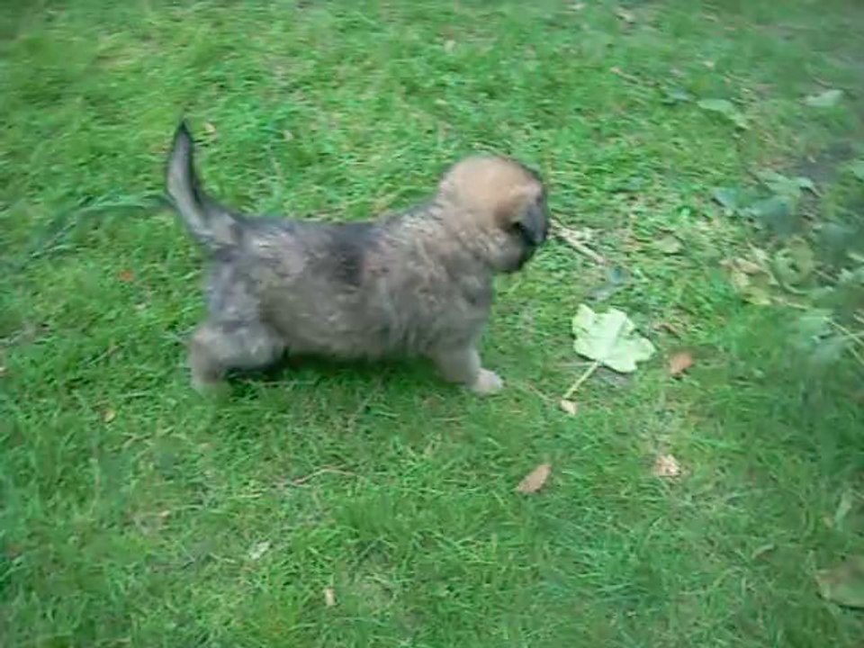 23 novembre 2013 : chiot violet, 6.5 semaines