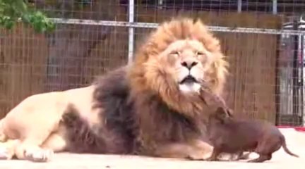 L'incroyable histoire d'amour entre un teckel et un lion