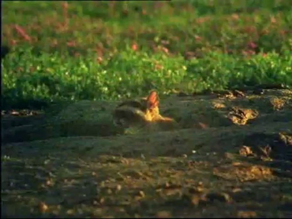 La vita sulla Terra 11 - Predatori e prede - lingua inglese