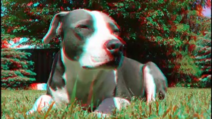 3D WORLD'S SMARTEST DOG