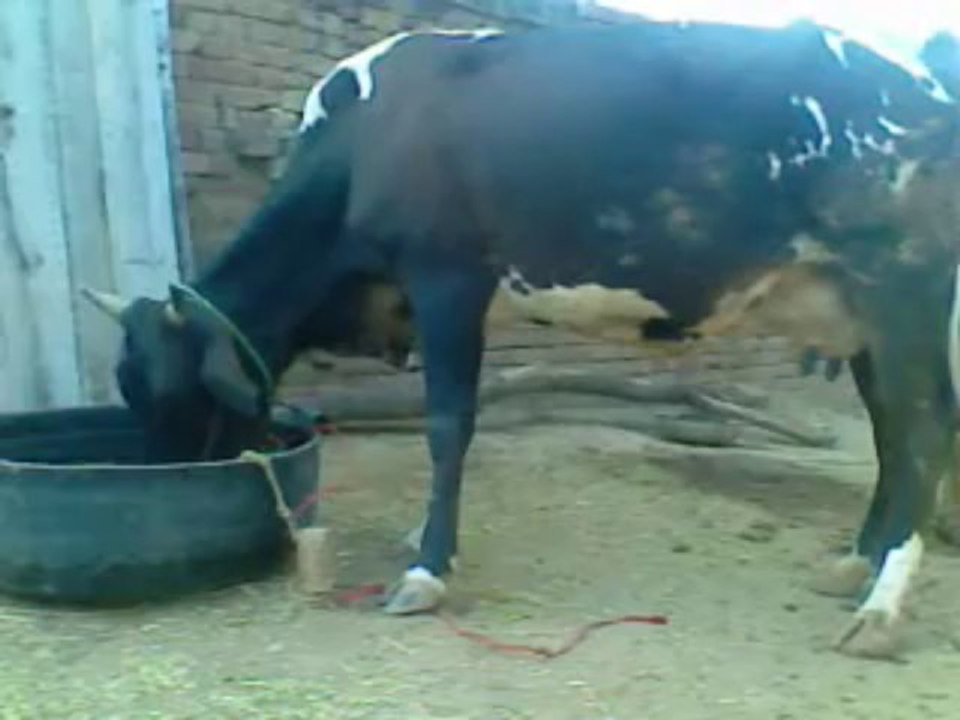 Beautiful Cow with calf