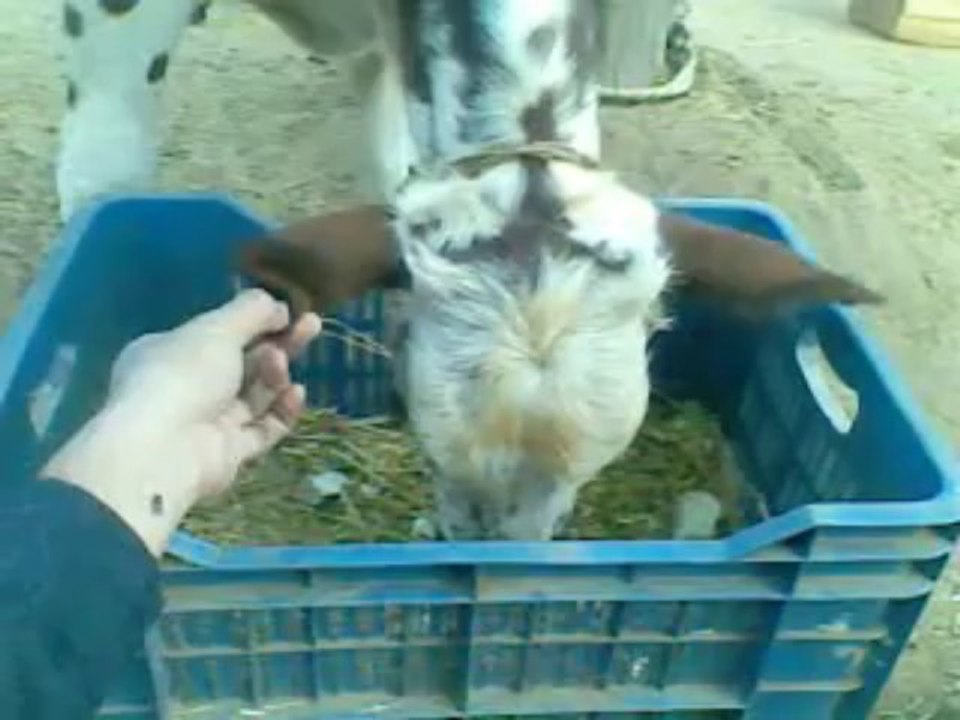 COW Video