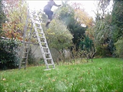 Ultime comparaison de bonds du Général Gort à 1m04, 1m30, 1m55 et 1m80 de hauteur avec 0,6 0,64 0,66 et 0,66 secondes d'envolé!!