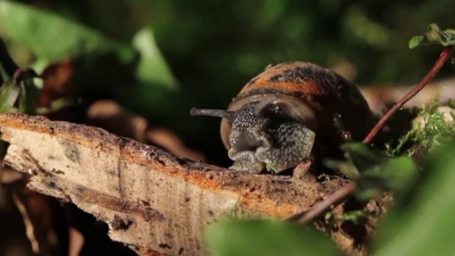 Festival du Film d'Aventure 3/4 - Aventure et animaux