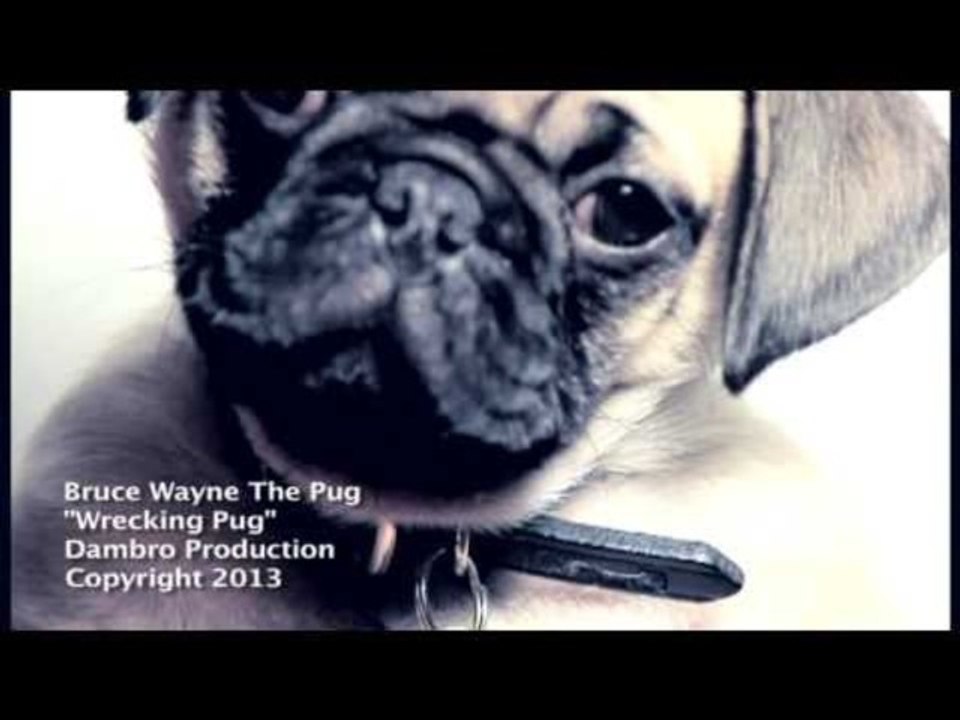'Wrecking Pug': Puppy Does Miley Cyrus