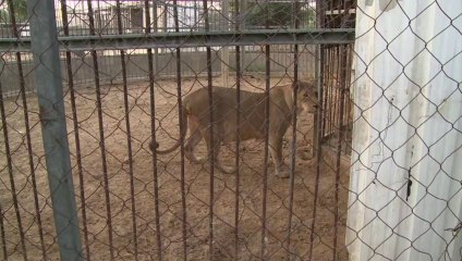 Filhotes de leão trazem alegria a Gaza