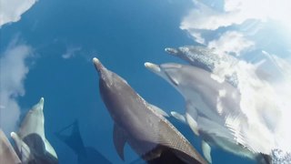 GoPro Cloudy With A Chance Of Dolphins_0_38