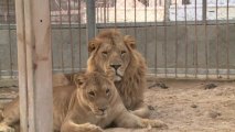 Por primera vez nacen dos leones en zoológico de Gaza