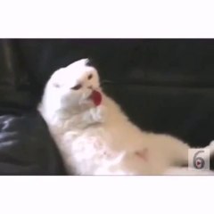 Don't even know what to call this