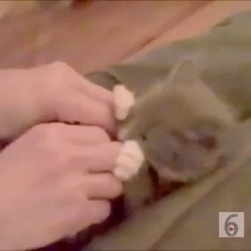 Cuteness Level Over 9000