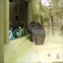 Black Bear Dancing With School Kids