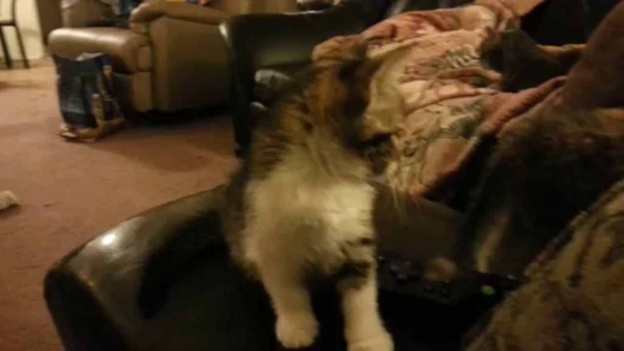 kittened1