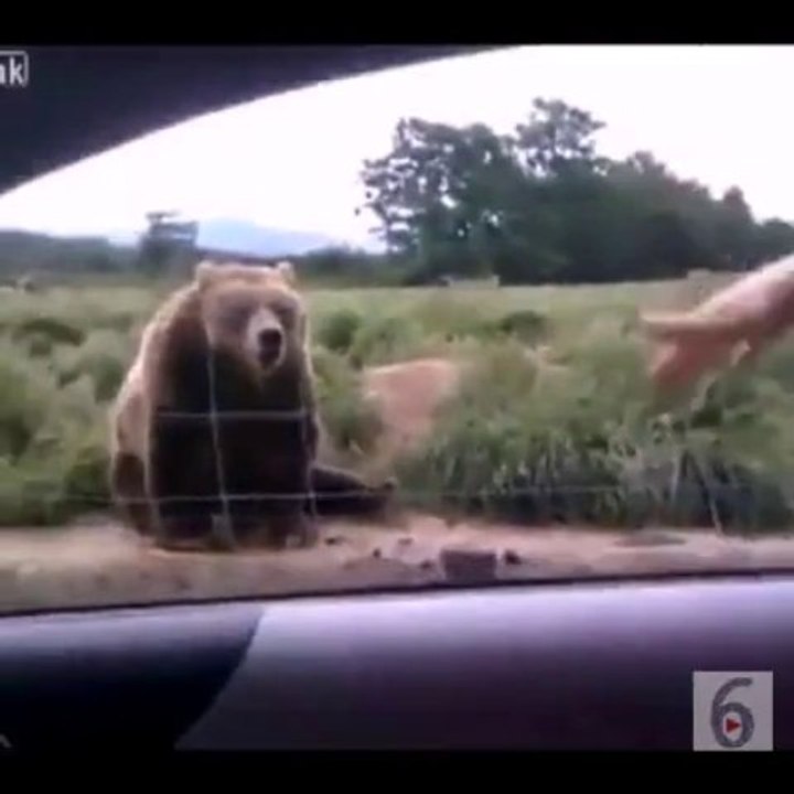 Polite Bear Waves Hello