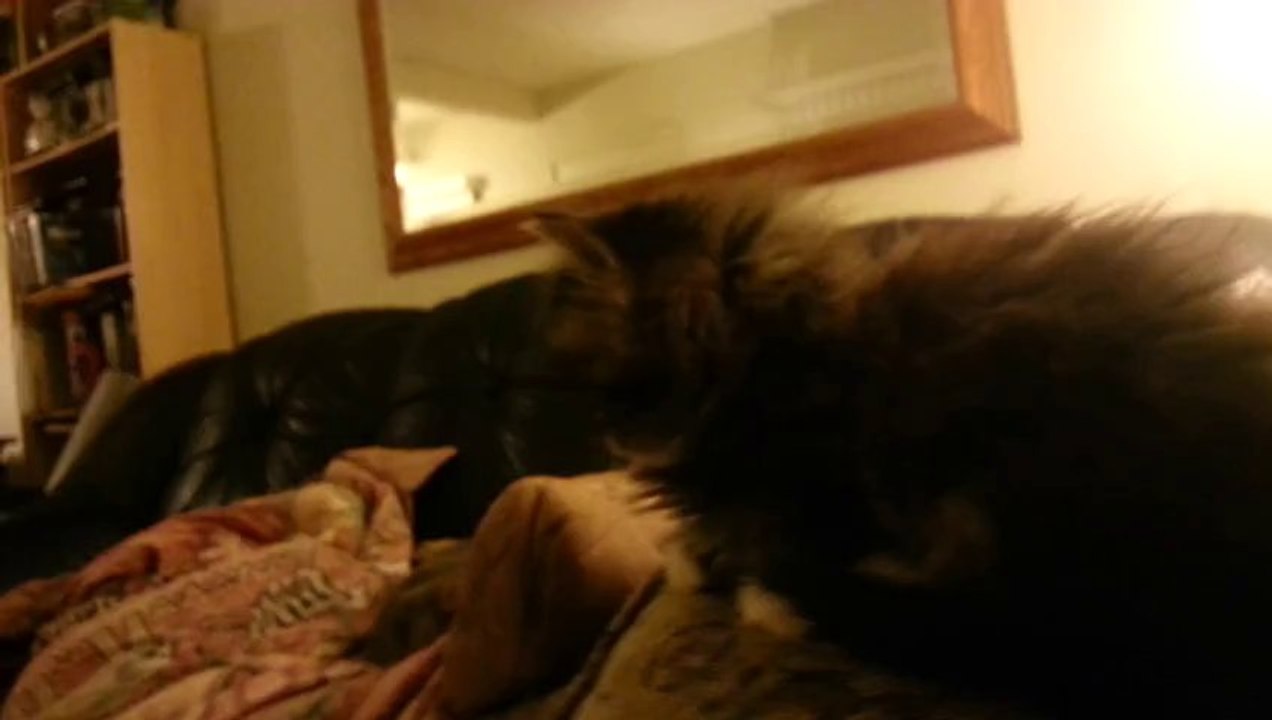 kittened3