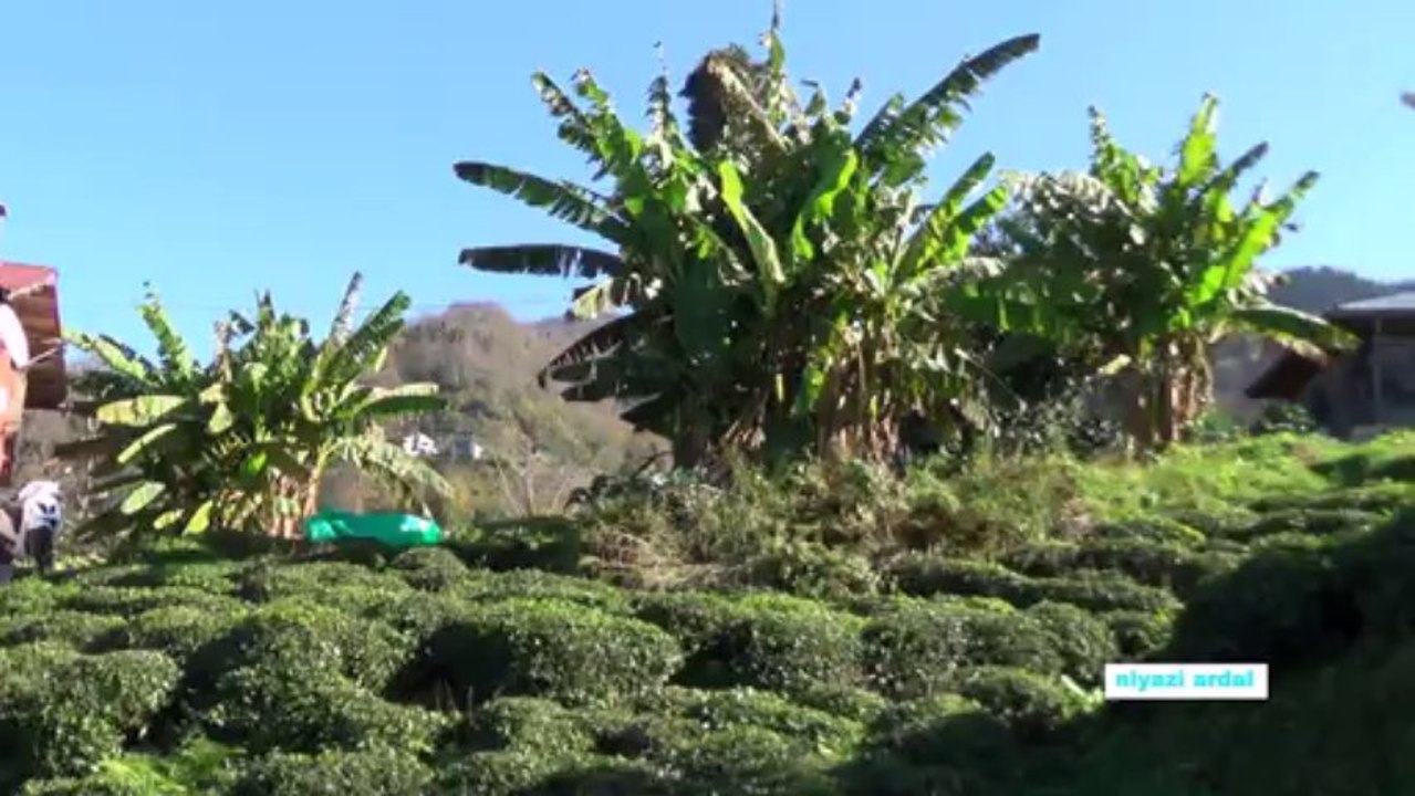 hurmalıkköyünde muzlar 19 kasım 2013 niyazi ardal