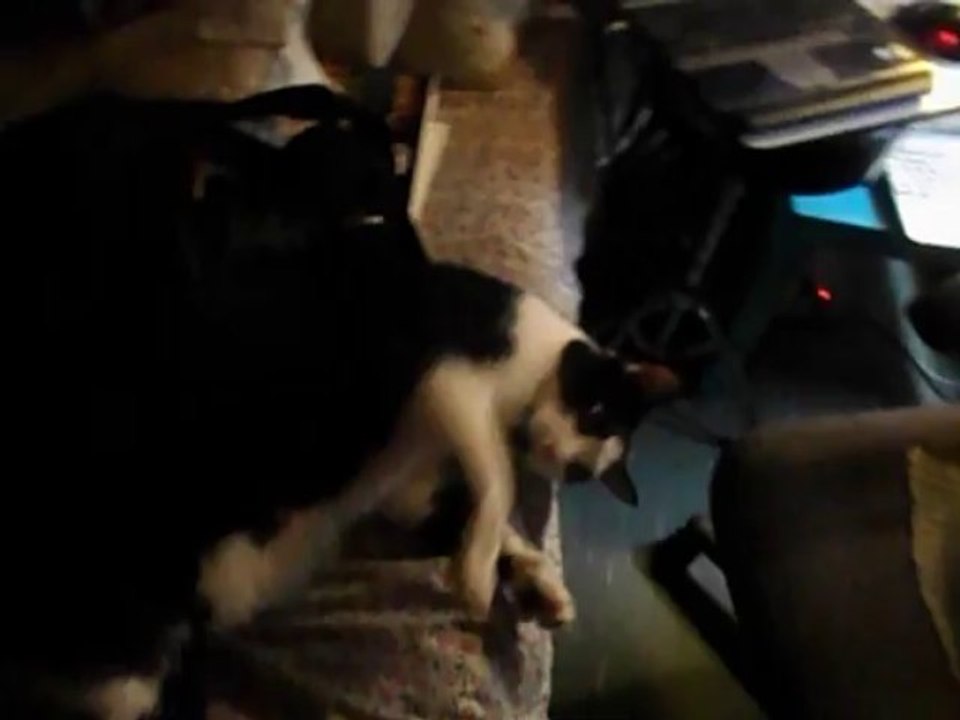 My Piddy-Pat! New House Cat!