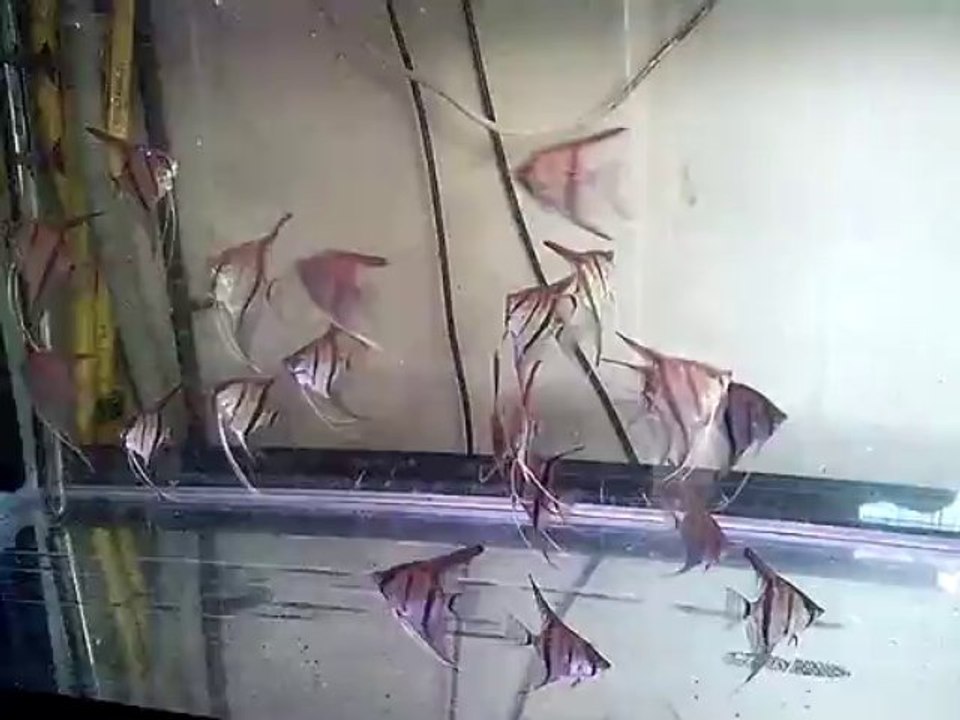 Jeunes rio Manacapuru