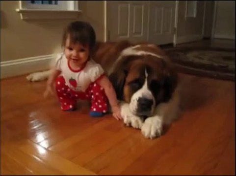 Toddler Hugs And Cuddles Giant St. Bernard