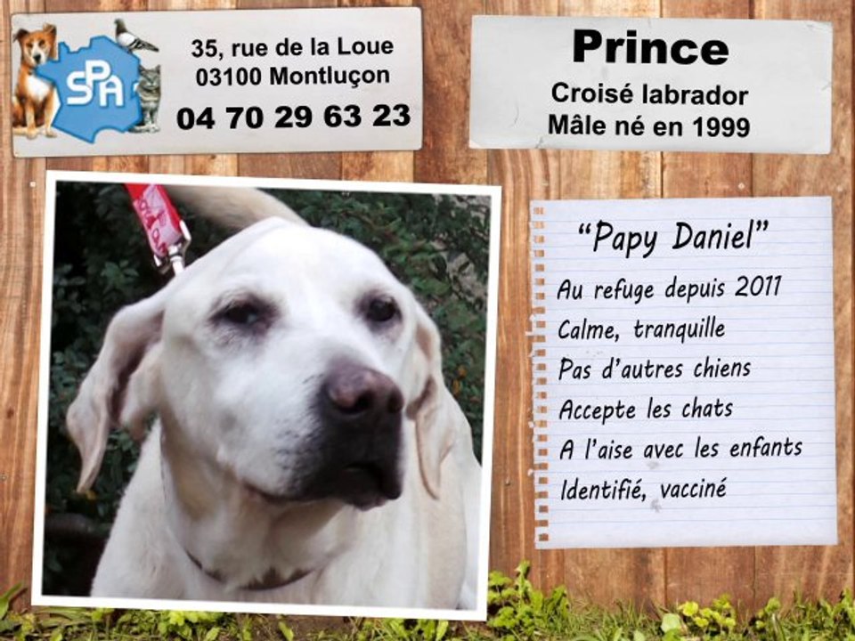 Prince : placé en famille d'accueil