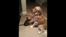 Cutest Cat play with labrador Dog...