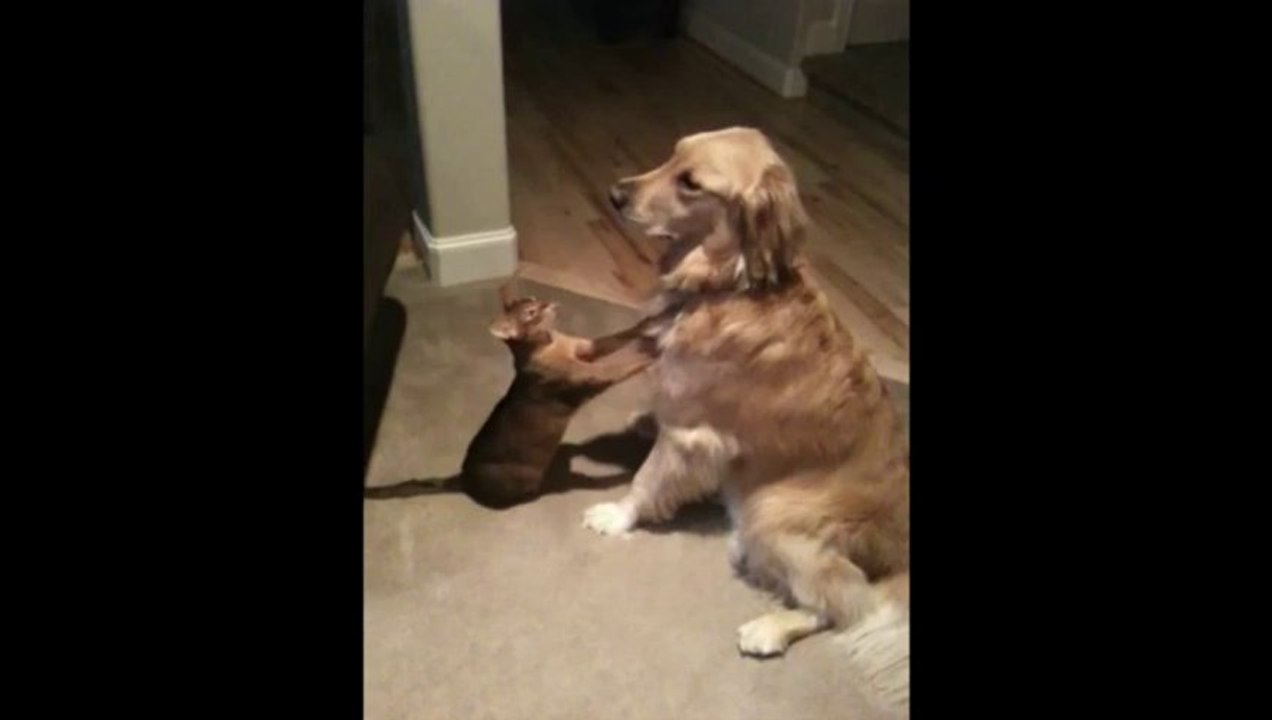 Cutest Cat play with labrador Dog...