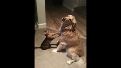 Un chat masse un chien... Trop mignon.