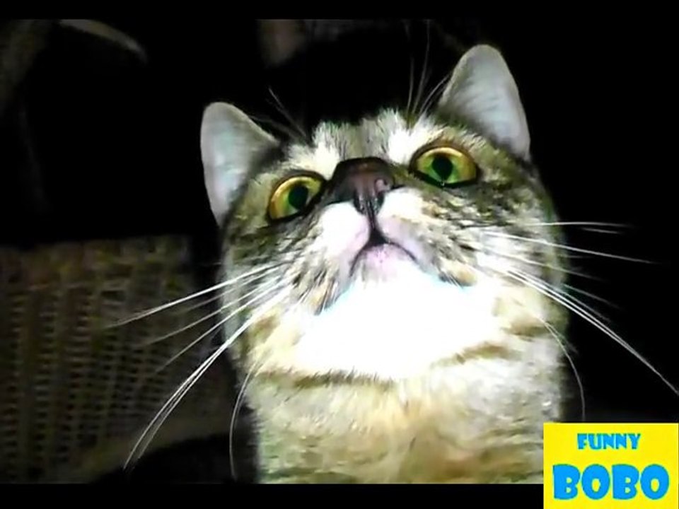 Cats vs. Cameras - Funny Cat Compilation