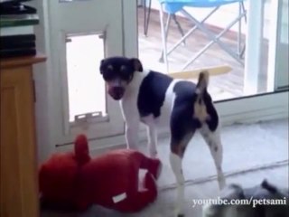 Por Deus, alguém ajuda esse cachorro!