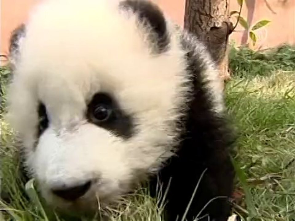 Пандочка впервые пытается встать на лапы