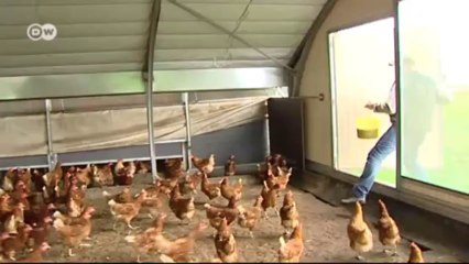 ثمن استهلاك البيض ومصير الصيصان الذكور | صنع في ألمانيا