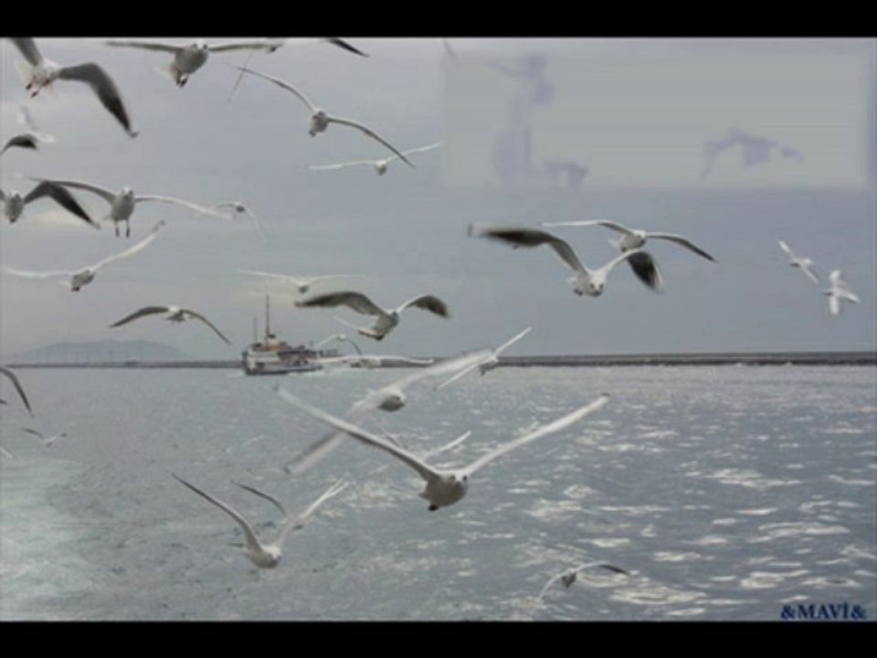 Suzan Kardeş Bir Kızıl Gonca