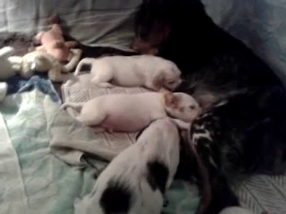 chiots. l'heure de l'éveil.