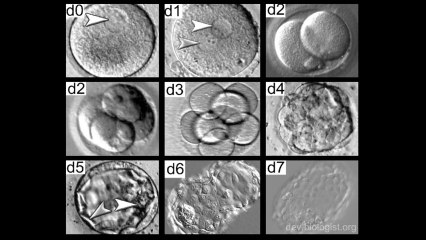 La thérapie cellulaire, avenir de la médecine (Fabrice Chrétien, 2012)