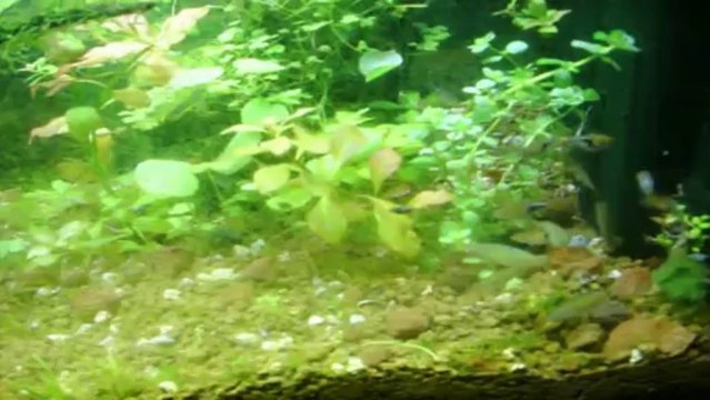 rasbora nuoto sincronizzato