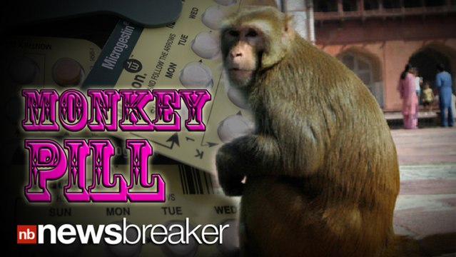 BIRTH CONTROL: Macaques Put on the Pill to Help Control Monkey Population in India