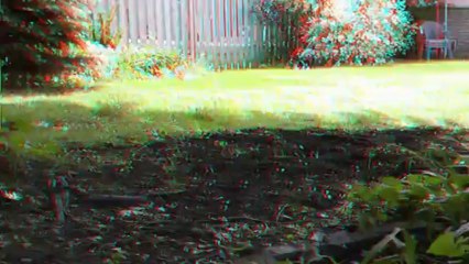 3D WORLD'S MOST INTELLIGENT DOG