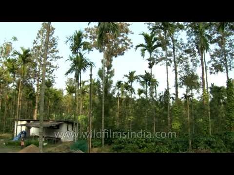 Wide shot of areca nut grove
