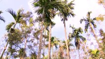 An areca nut bunch hanging from the palm