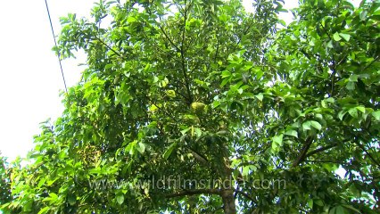 Soursop : an alternative cancer treatment