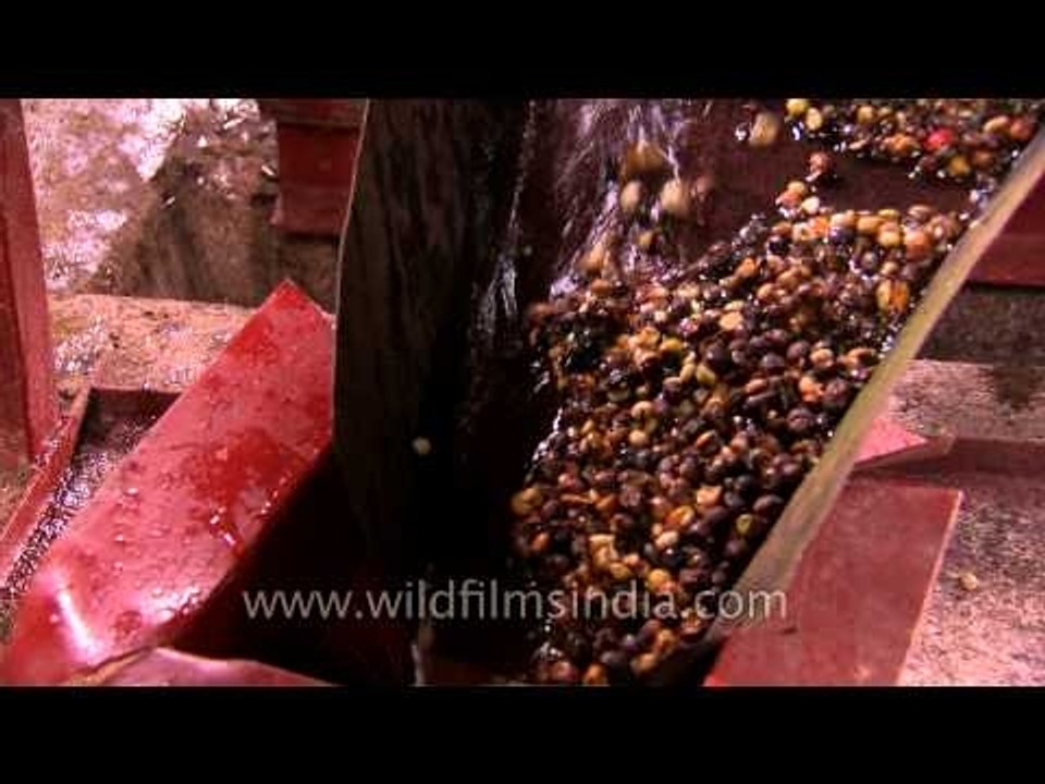 Processing the Cherries : The wet method