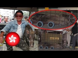 Man arrested for walking pet pig in Hong Kong