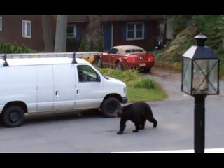 Bear attack: Black bear destroys Florida woman's car