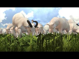 Chicago O'Hare airport hires goats to graze its grass