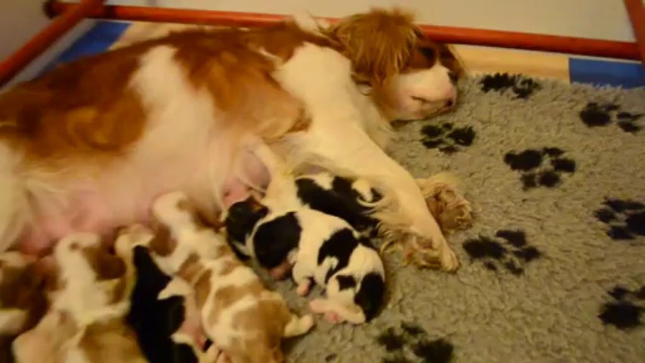 Chiots CKC Ficelle x Gillingham de Castelburry 1 semaine